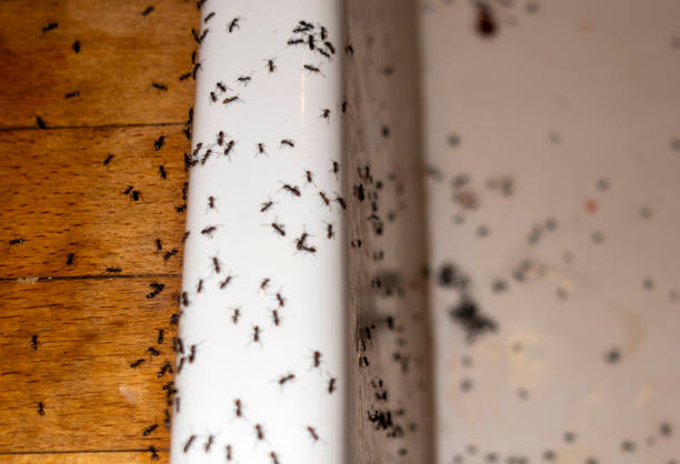 Best Flea Control Services  in Coldwater, MI