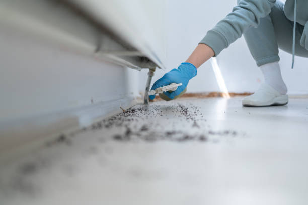 Wasp Removal Services in Coldwater, MI